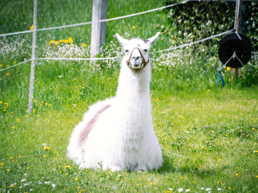 Lama 1