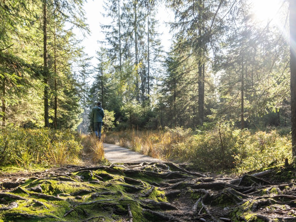 Hochmoor-Fohramoos