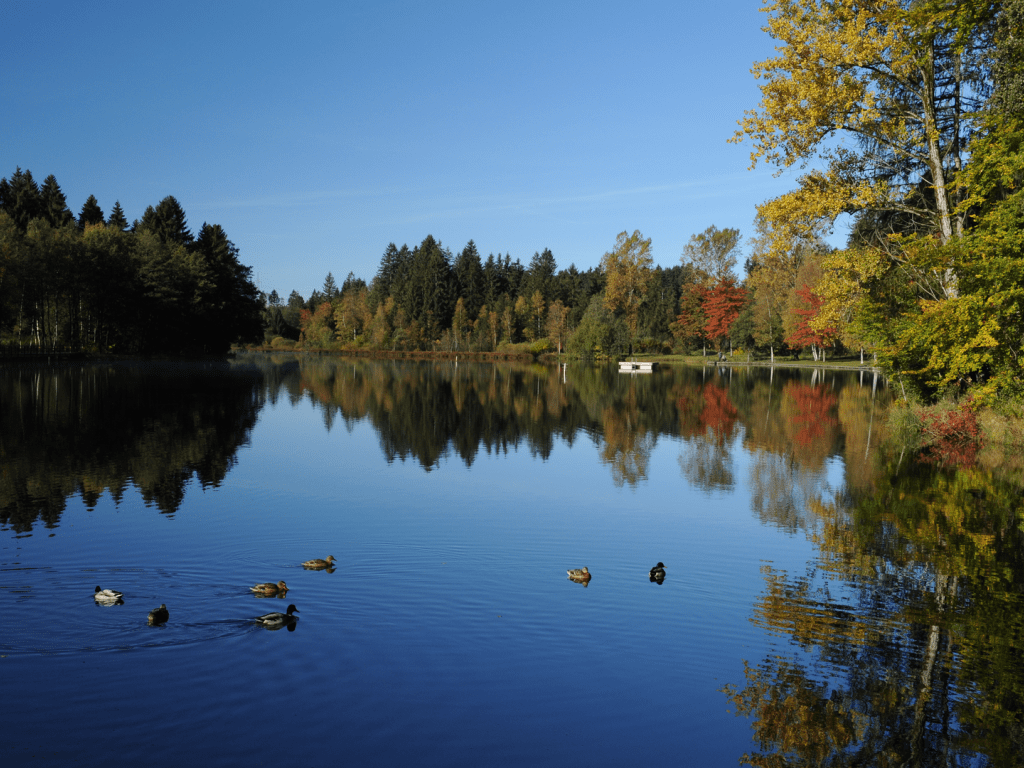 Waldsee Enten in Lindenberg