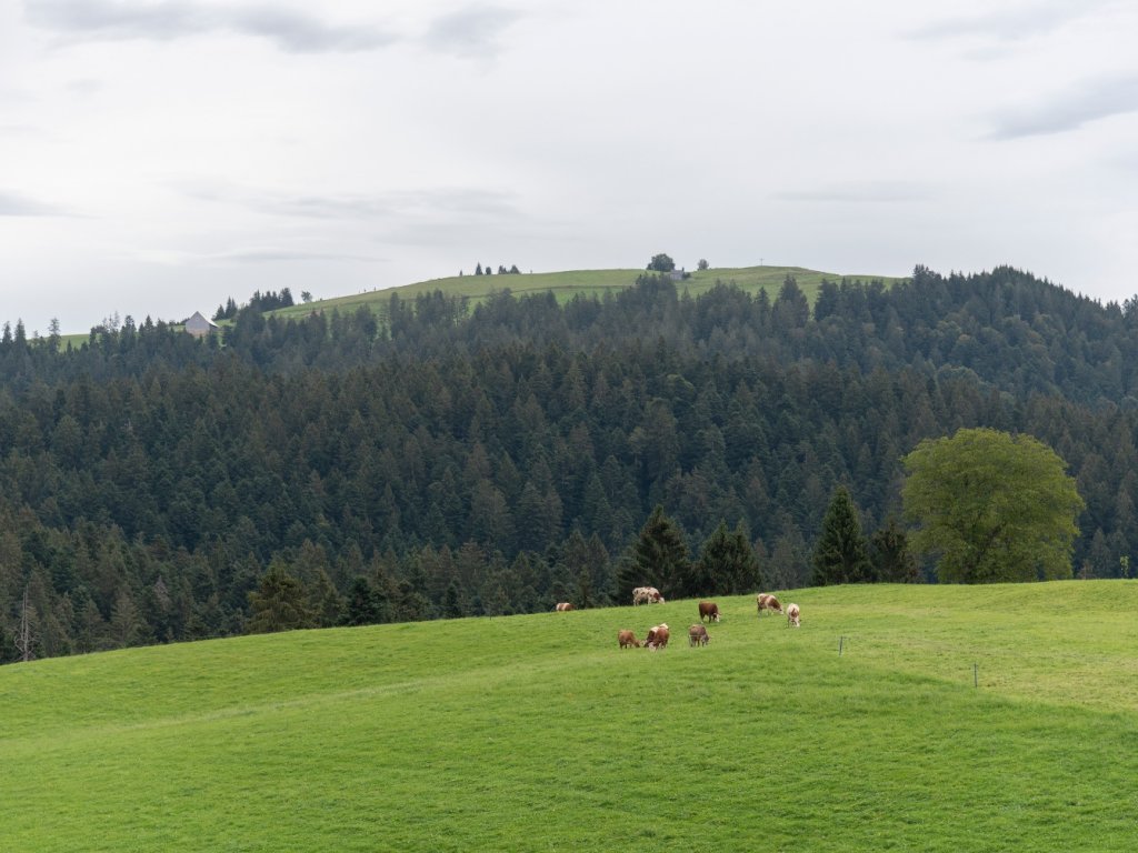 Hirschberg bei Langen