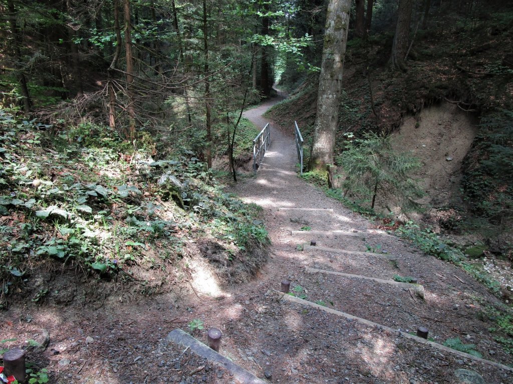 Diese Variante führt durch eine schöne, abwechslungsreiche Waldlandschaft