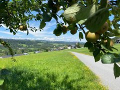 Ausblick auf der Schützenrunde in Sulzberg/Thal