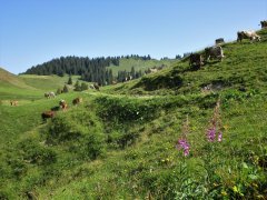 Alpwanderung mit viel Natur und Tierbegegnungen