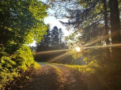 Schöne Abendstimmung im Rotenbergwald