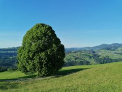 Weg auf den Brüggelekopf